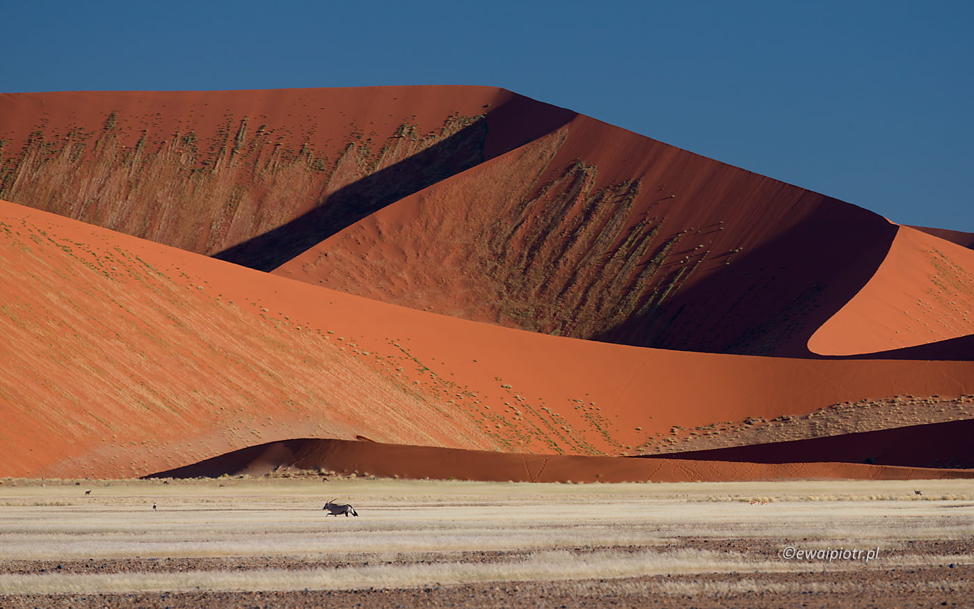 Oryks pod wydmami, Namibia