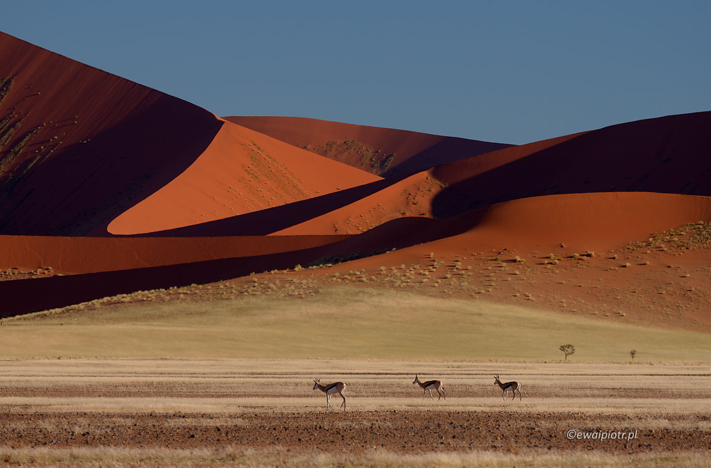 Trzy oryksy pod wydmami, Namibia