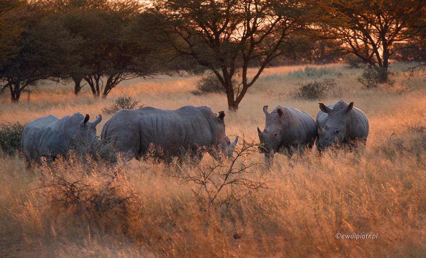 Nosorożce o zachodzie słońca, Namibia