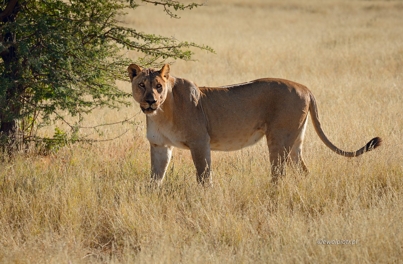 Zainteresowana lwica, Namibia, park Etosza, safari