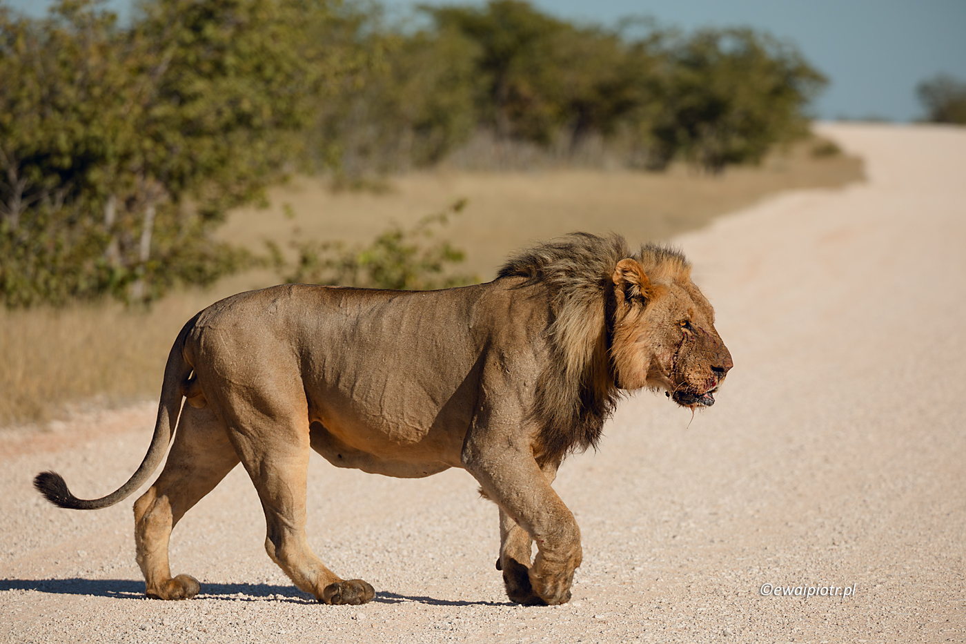 Król lew, Namibia, park narodowy Etosza, fotowyprawa