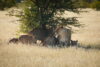 Rodzina lwów, Namibia, lwy pod drzewem, park Etosza, fotowyprawa