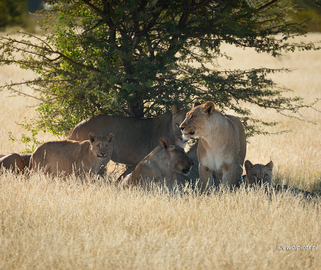Rodzina lwów, Namibia, lwy pod drzewem, park Etosza, fotowyprawa