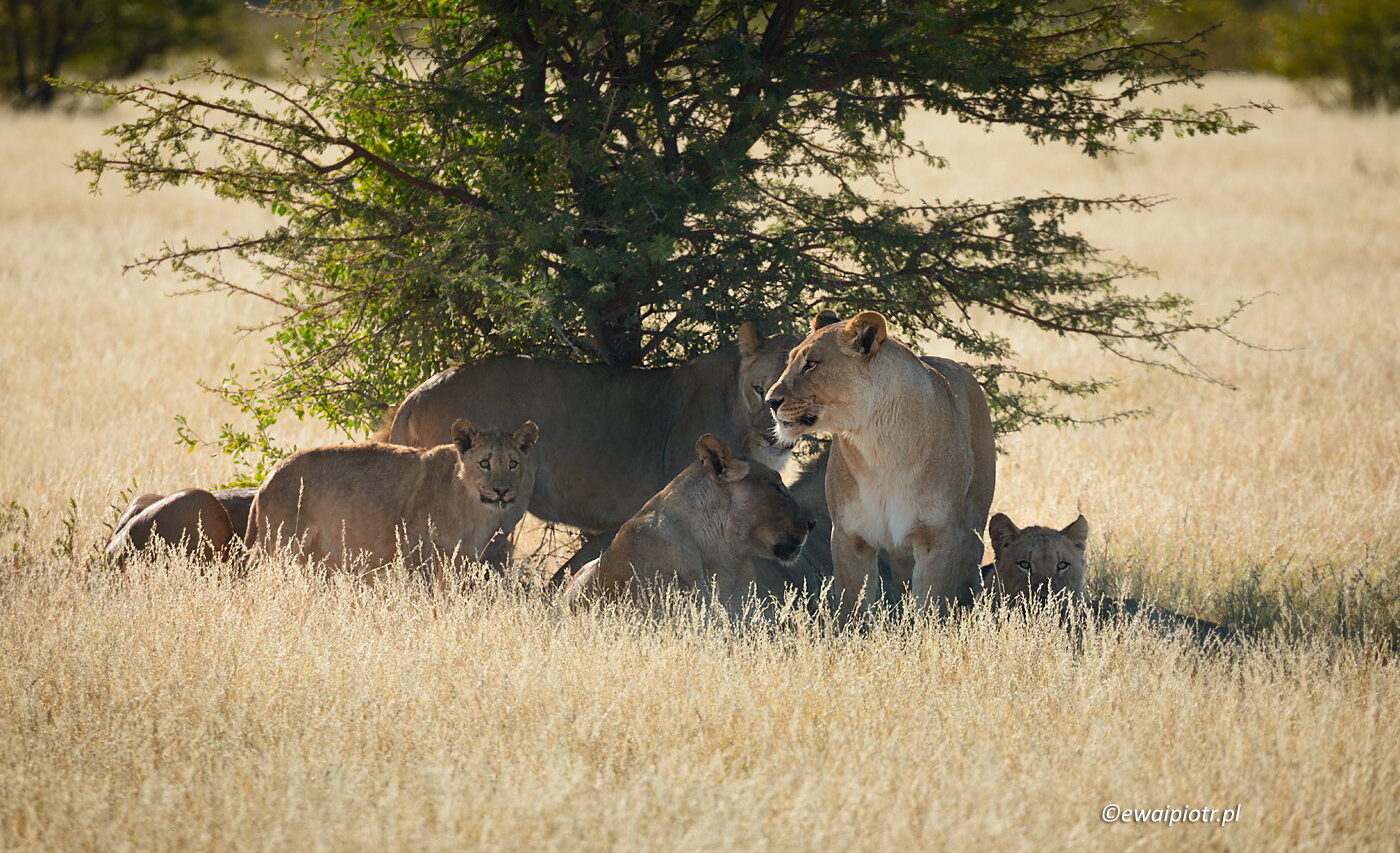 Rodzina lwów, Namibia, lwy pod drzewem, park Etosza, fotowyprawa