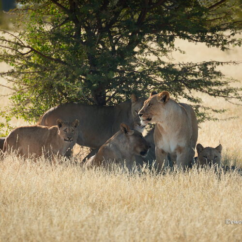 Rodzina lwów, Namibia, lwy pod drzewem, park Etosza, fotowyprawa