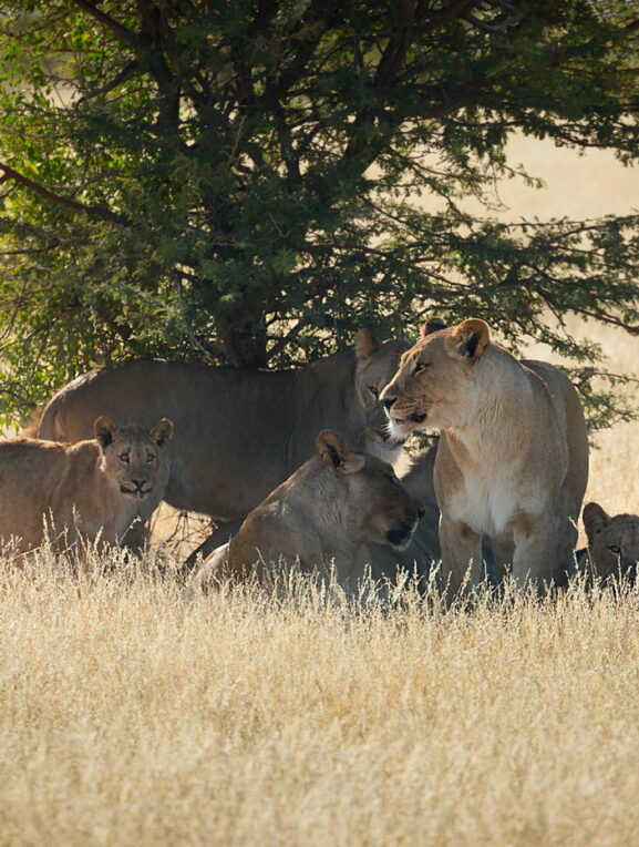 Rodzina lwów, Namibia, lwy pod drzewem, park Etosza, fotowyprawa