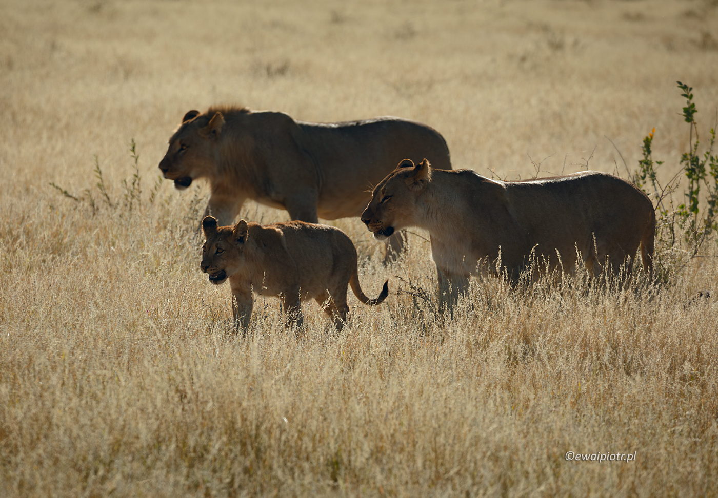 Lwia rodzina, Namibia, park narodowy Etosza, fotowyprawa