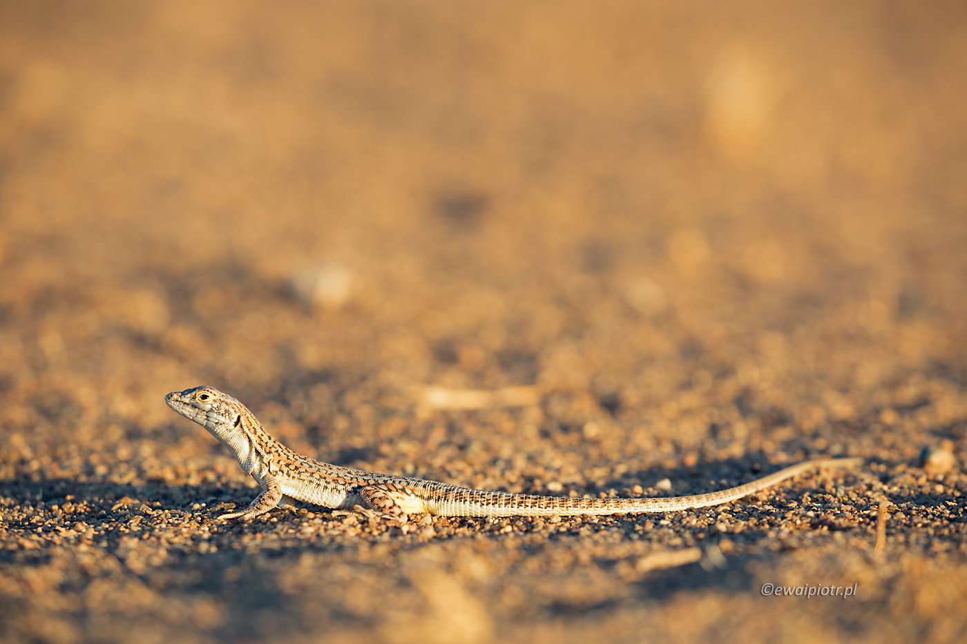 Jaszczurka na pustyni Namib, fotowyprawa