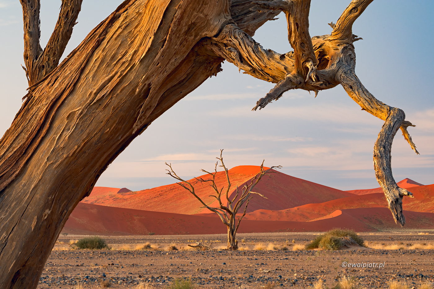 Akacja i wydma, Namibia, głębia ostrości w fotografii krajobrazowej