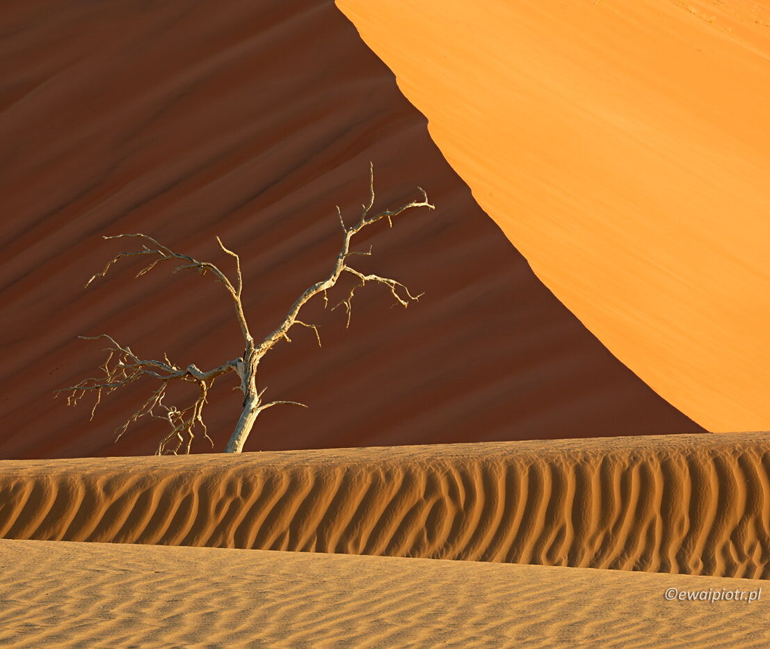 Piasek, drzewo, wydma, Namibia - głębia ostrości w fotografii krajobrazowej