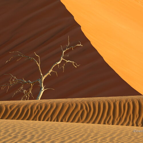Piasek, drzewo, wydma, Namibia - głębia ostrości w fotografii krajobrazowej