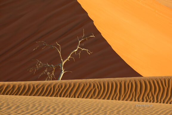 Piasek, drzewo, wydma, Namibia - głębia ostrości w fotografii krajobrazowej