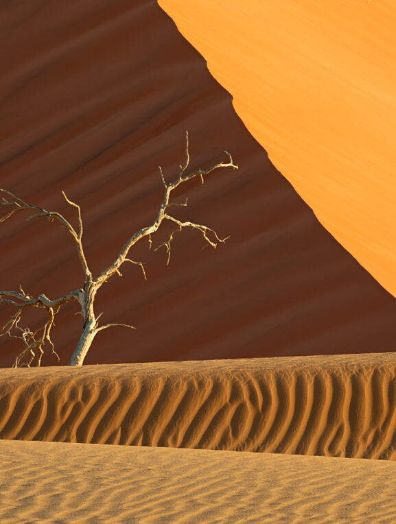 Piasek, drzewo, wydma, Namibia - głębia ostrości w fotografii krajobrazowej