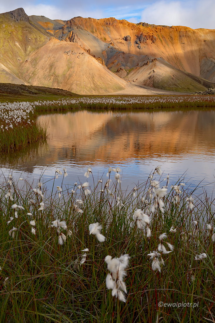 Wełnianki w Landmannalaugar, Islandia, fotowyprawa